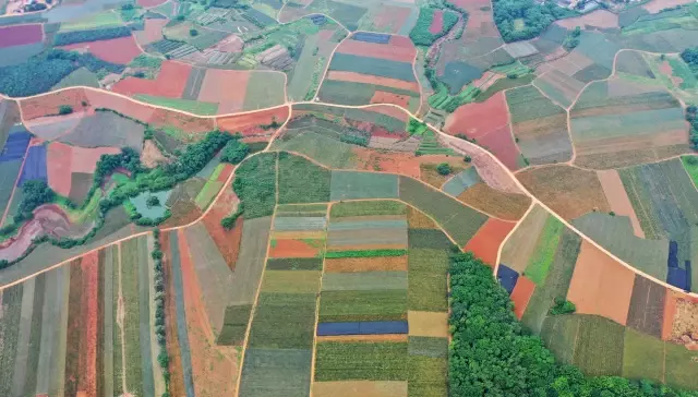 Çin'in Zhanjiang Şehri Ananas Tarlalarıyla Yeşeriyor