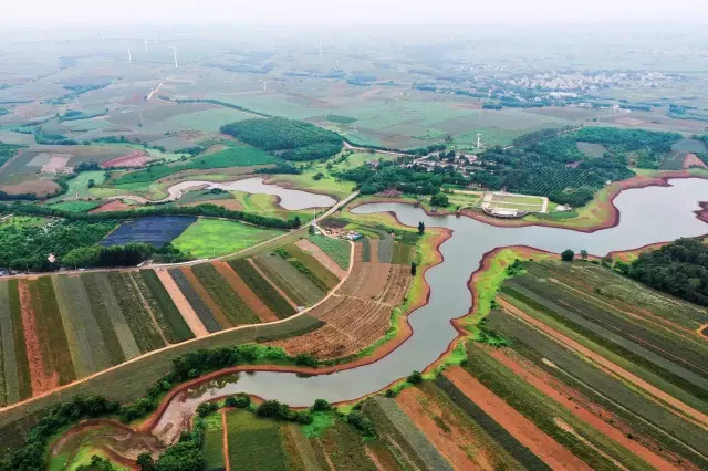 Çin'in Zhanjiang Şehri Ananas Tarlalarıyla Yeşeriyor