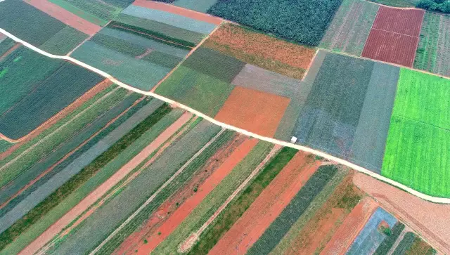 Çin'in Zhanjiang Şehri Ananas Tarlalarıyla Yeşeriyor