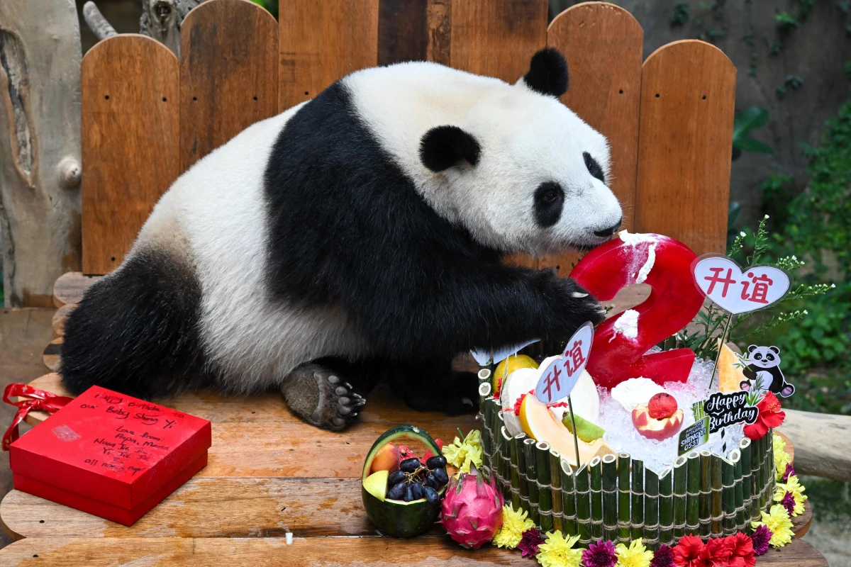 Dev Panda Sheng Yi, Malezya\'daki Koruma Merkezinde İkinci Yaşını Kutladı
