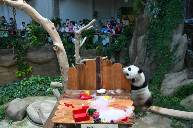Dev Panda Sheng Yi, Malezya'daki Koruma Merkezinde İkinci Yaşını Kutladı