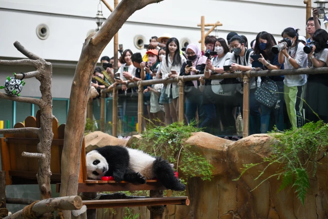 Dev Panda Sheng Yi, Malezya'daki Koruma Merkezinde İkinci Yaşını Kutladı