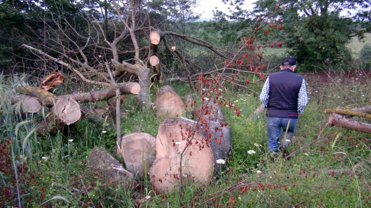 Kartepe\'de 150 yıllık çınar ağaçları çalındı
