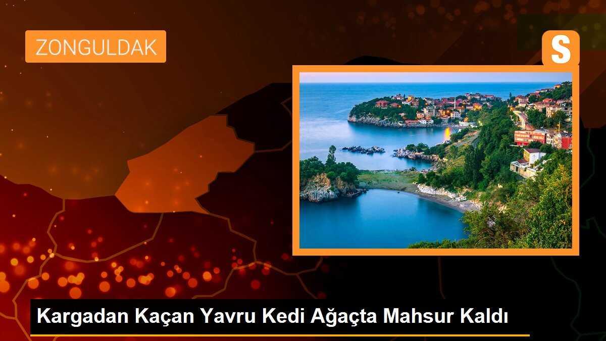 Kargadan Kaçan Yavru Kedi Ağaçta Mahsur Kaldı