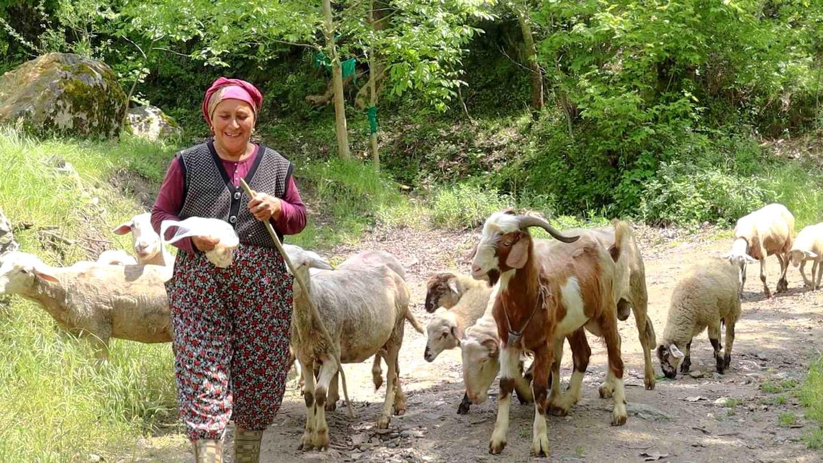 Merkezefendi Belediyesi\'nin kadın üreticilere verdiği küçükbaş hayvanlar kuzulamaya devam ediyor