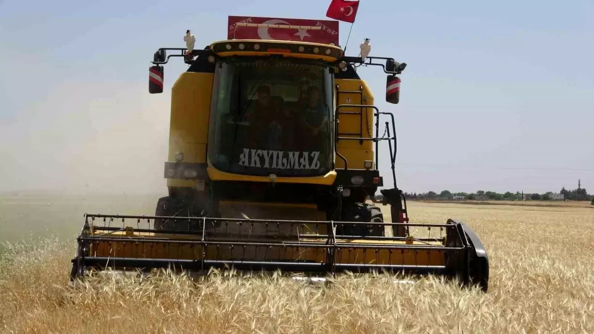 Kilis\'te Hububat Hasadı Başladı, Yüksek Rekolte Bekleniyor