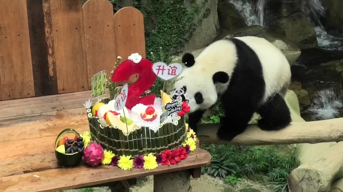 Dev Panda Sheng Yi İkinci Yaş Gününü Pastayla Kutladı