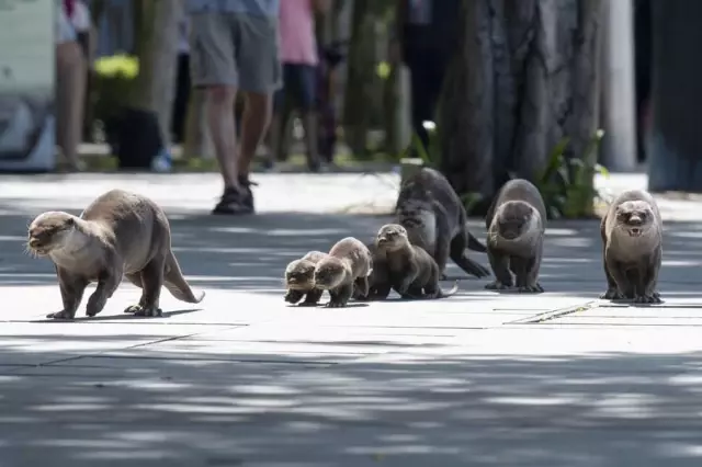 Dünya Su Samuru Günü, Singapur'da Kutlandı