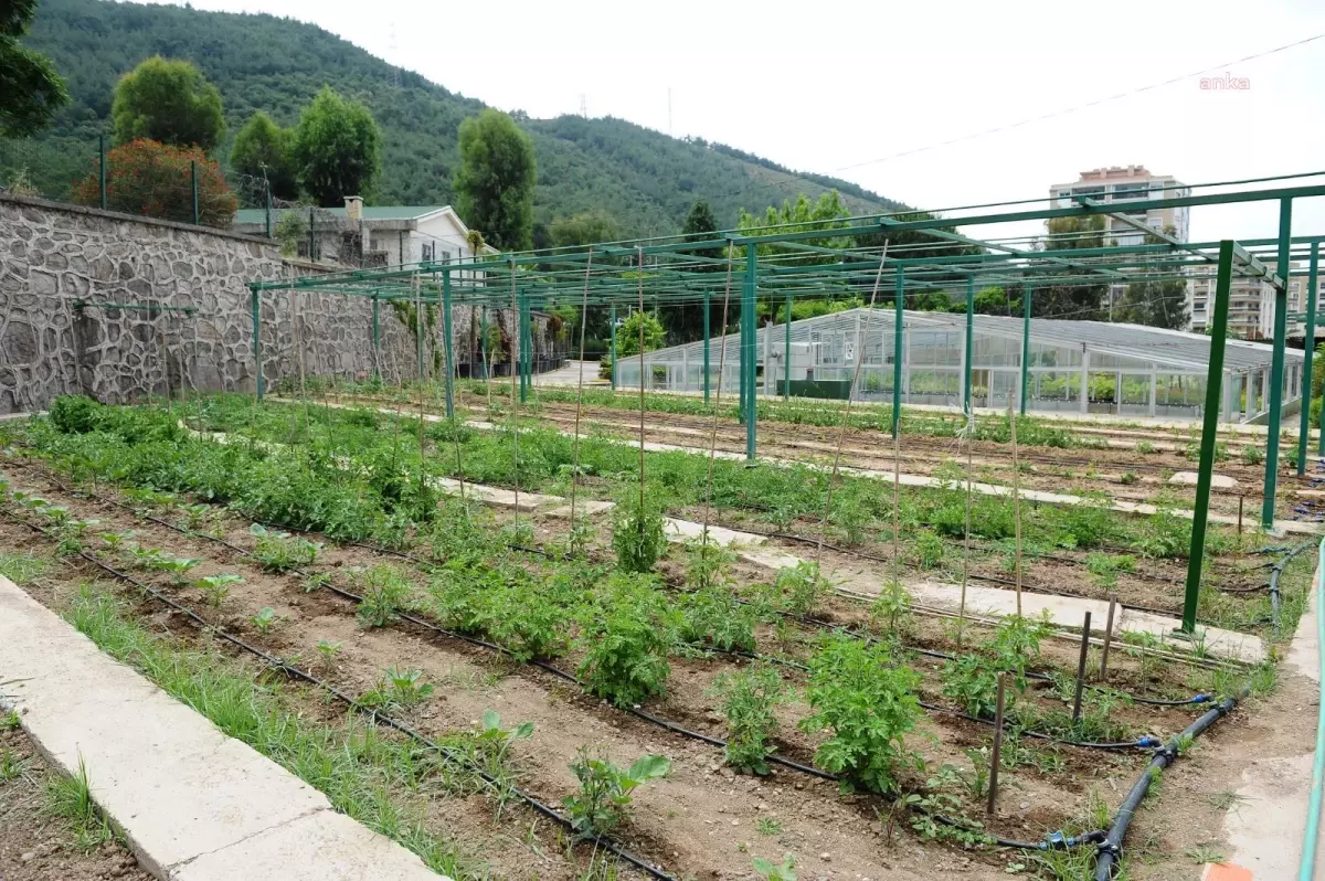 Karşıyaka Belediyesi, yerel tohumları koruyor ve üretimi teşvik ediyor