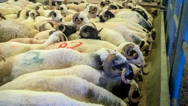 Kurban Bayramı için tarife belli oldu! Küçükbaşta tavan fiyat asgari ücreti buluyor Kurban Bayramı için tarife belli oldu! Küçükbaşta tavan fiyat asgari ücreti buluyor