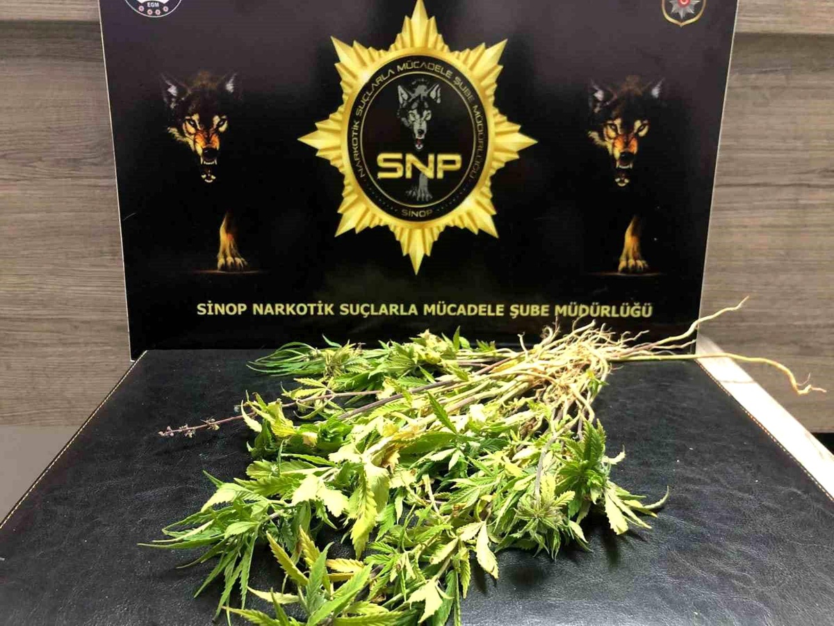 Sinop\'ta uyuşturucu operasyonu: 5 gözaltı
