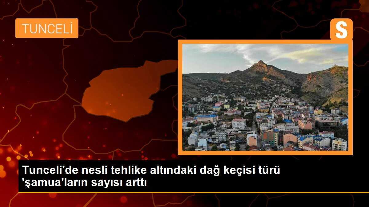 Tunceli\'de nesli tehlike altındaki dağ keçisi türü \'şamua\'ların sayısı arttı