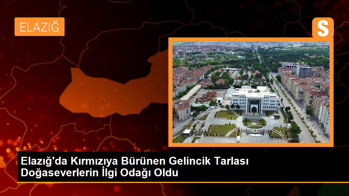 Elazığ\'da Kırmızıya Bürünen Gelincik Tarlası Doğaseverlerin İlgi Odağı Oldu