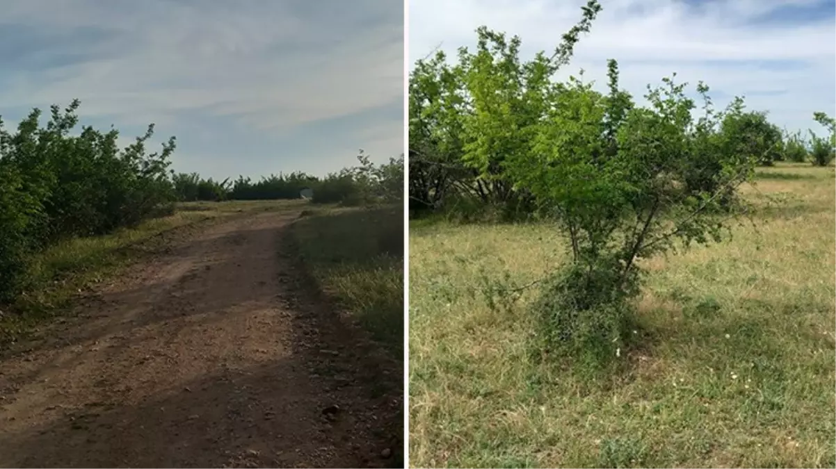 Kırklareli\'de Parçalanmış Ceset Bulundu, 2 Şüpheli Yakalandı