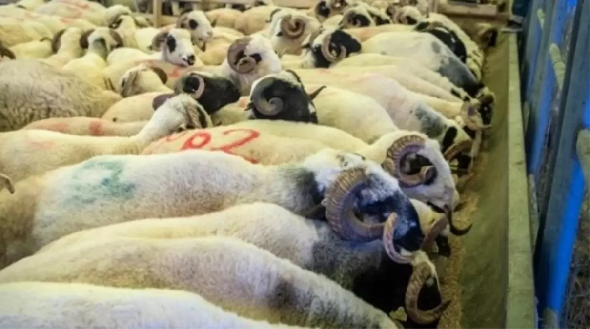 Kurban Bayramı 2023 Ne Zaman? Tarih Açıklandı!