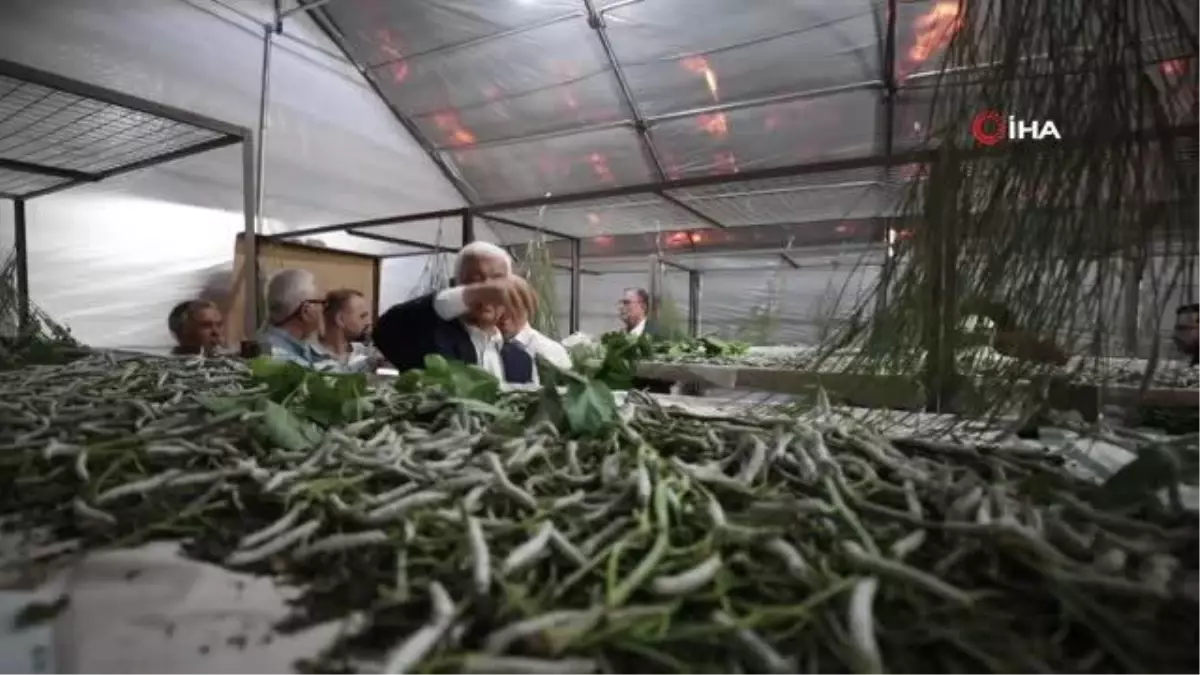 Muğla Büyükşehir\'in desteği ile İpekböcekçiliği gelişiyor