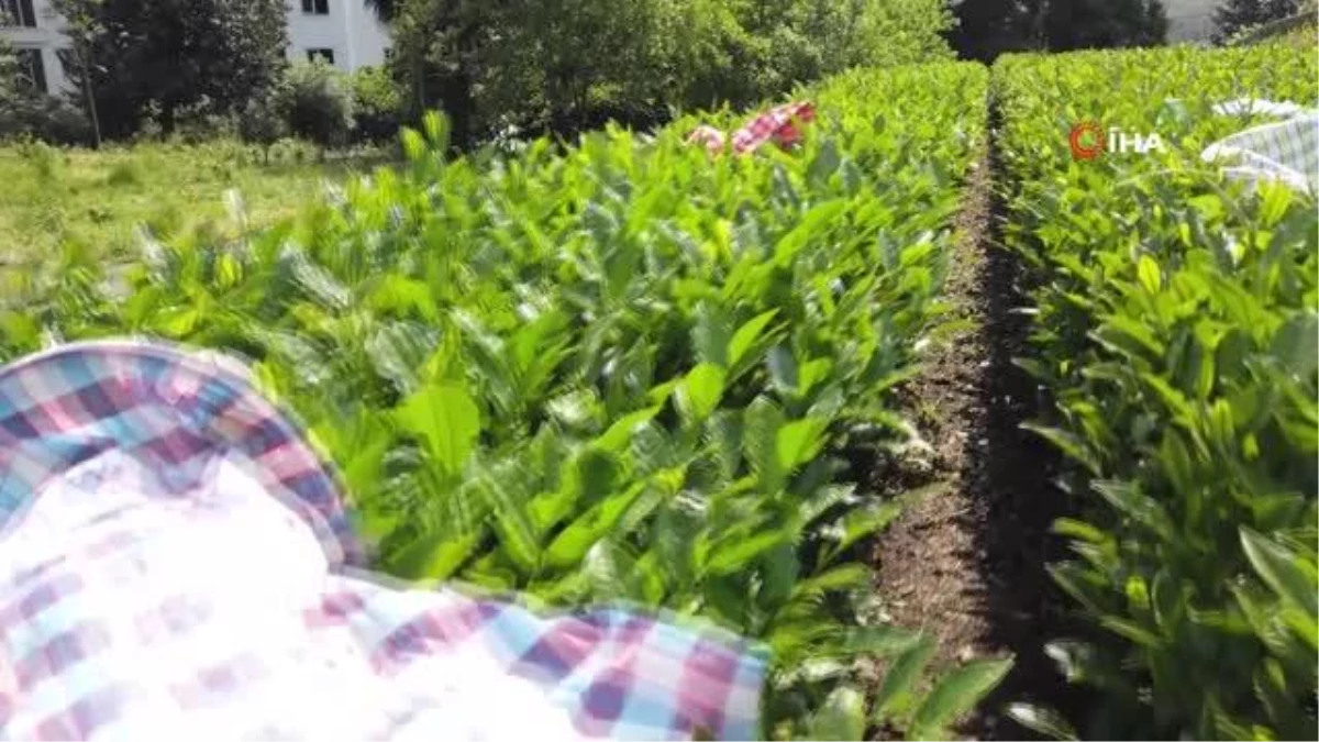 Rize\'de çay hasadında üreticilere \'Acele etmeyin\' uyarısı
