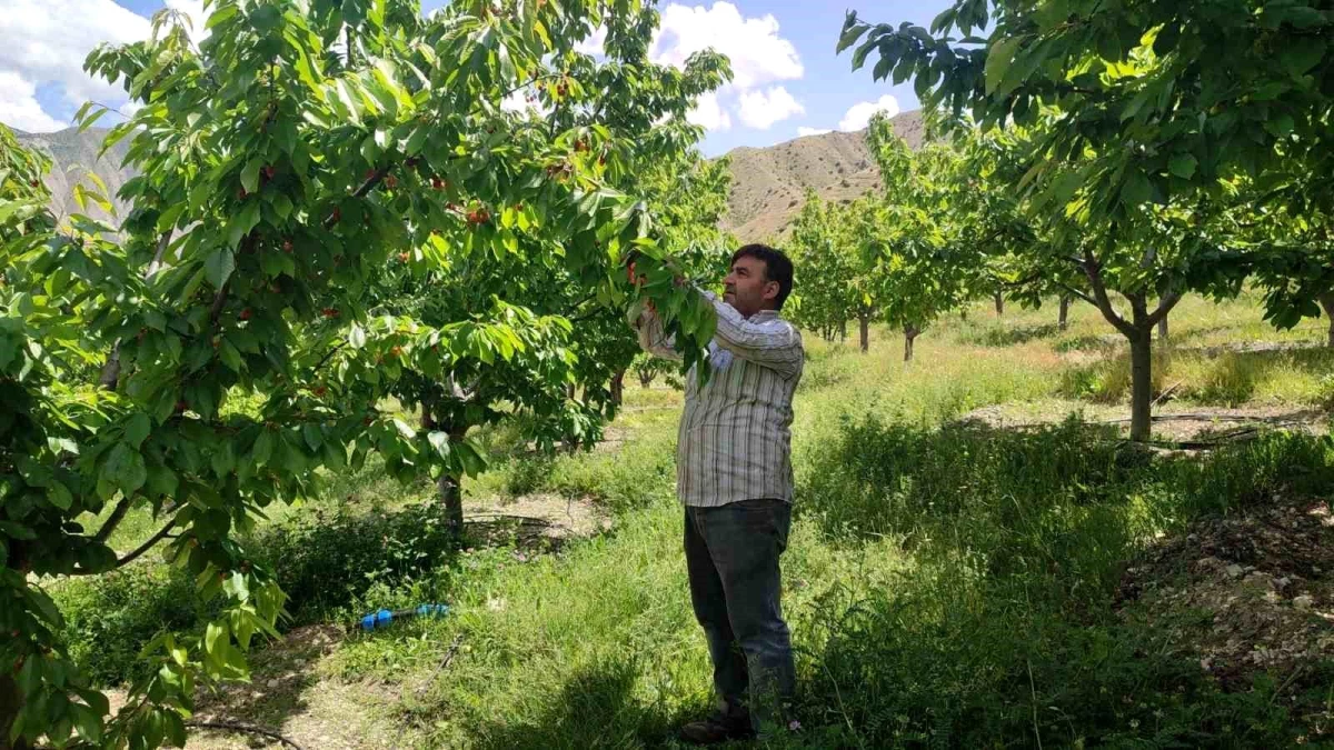 Erzurumlu çiftçi her yıl 7 ton kiraz üretiyor
