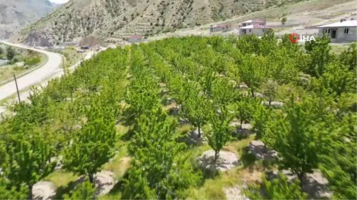 Erzurumlu çiftçi yılda 7 ton kiraz üretiyor