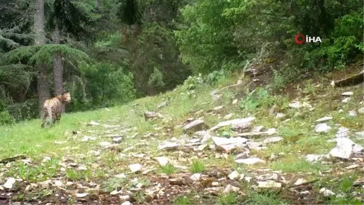 Nesli tehlike altındaki Anadolu leoparı yeniden görüntülendi