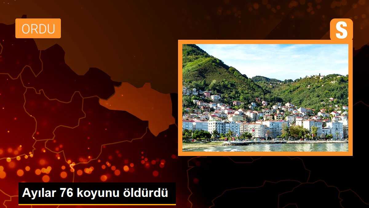 Ayılar 76 koyunu öldürdü