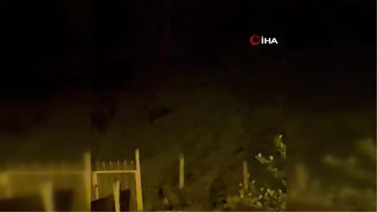 Rize'de Çay Bahçesine Giren Ayı Herkesi Şaşırttı