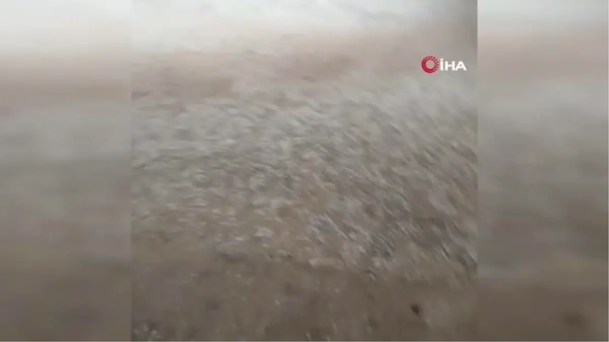 Denizli\'de Kekik ve Adaçayı Üretimi Yağışlardan Olumsuz Etkilendi