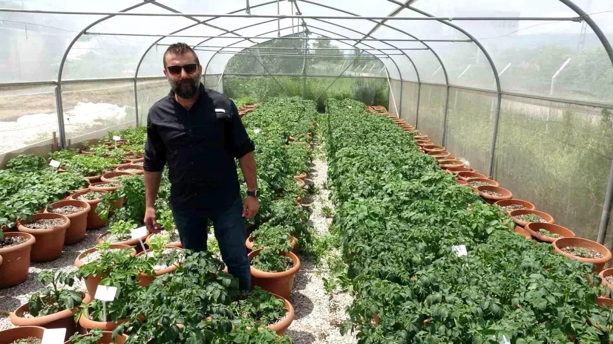 Tokat\'ta Yapılan Tatlı Patates İslah Çalışmaları Yüksek Fiyatlara Çözüm Olacak