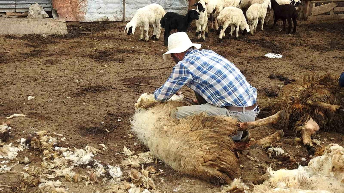 Erzincan\'da Kurt Sürüsü 17 Koyunu Telef Etti