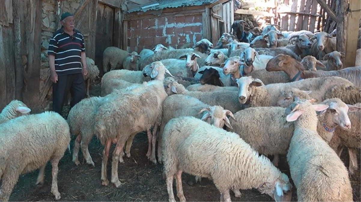 Kastamonu\'nun Taşköprü ilçesinde köye inen kurt sürüsü, 50 küçükbaş hayvanı telef etti