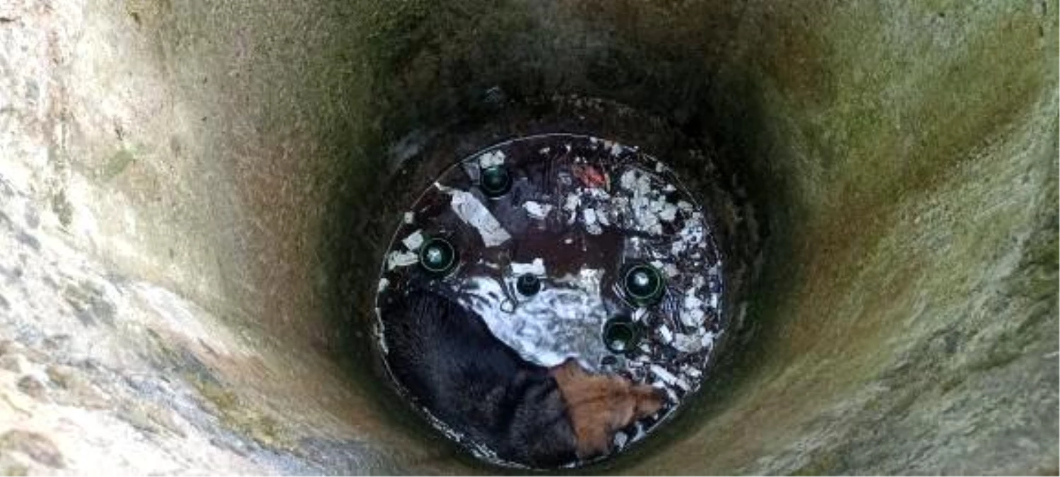 Düzce\'de Kuyuya Düşen Köpek İtfaiye Ekipleri Tarafından Kurtarıldı