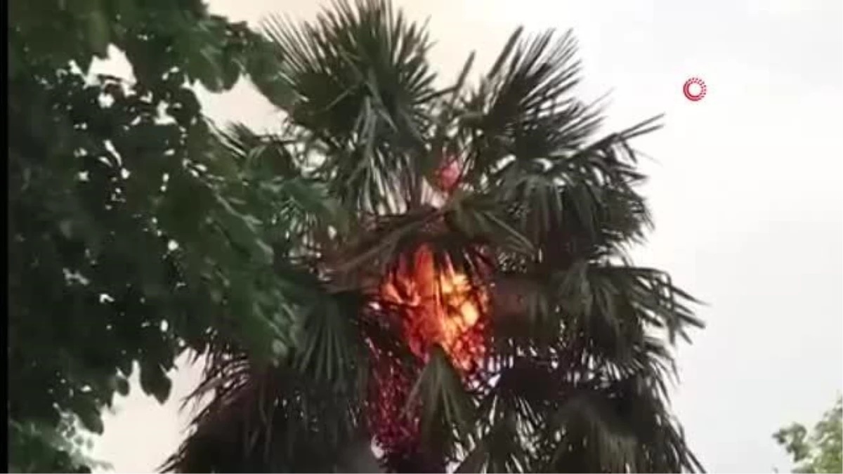 Düzce Millet Bahçesinde Palmiye Ağacı Yangını