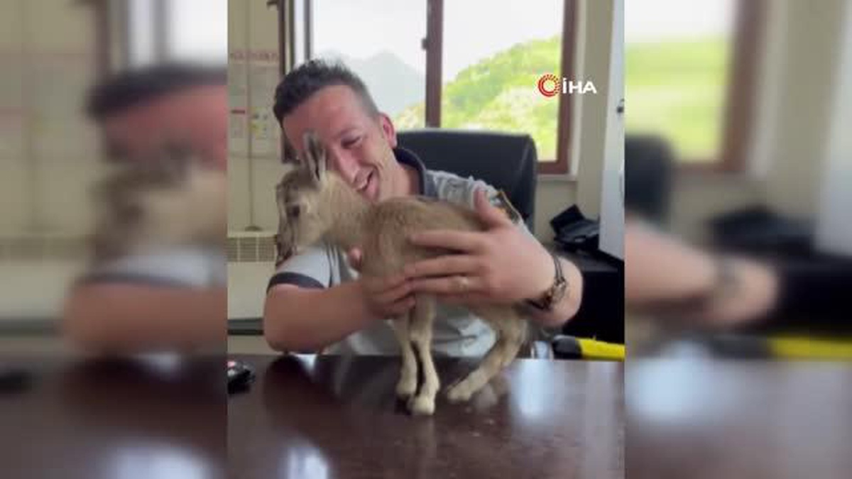 Annesini kaybeden yavru yaban keçisi güvenlik kulübesine sığındı