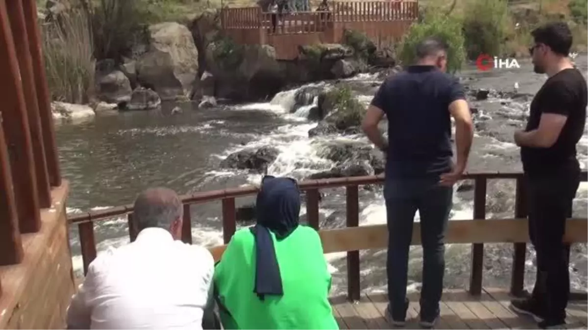 Martılar Sadece Van Gölü\'ndeki İnci Kefalini Avlayabiliyor