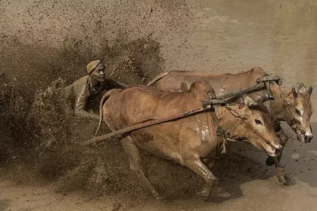 Endonezya'nın Çamurlu Çeltik Tarlalarında Boğa Yarışı