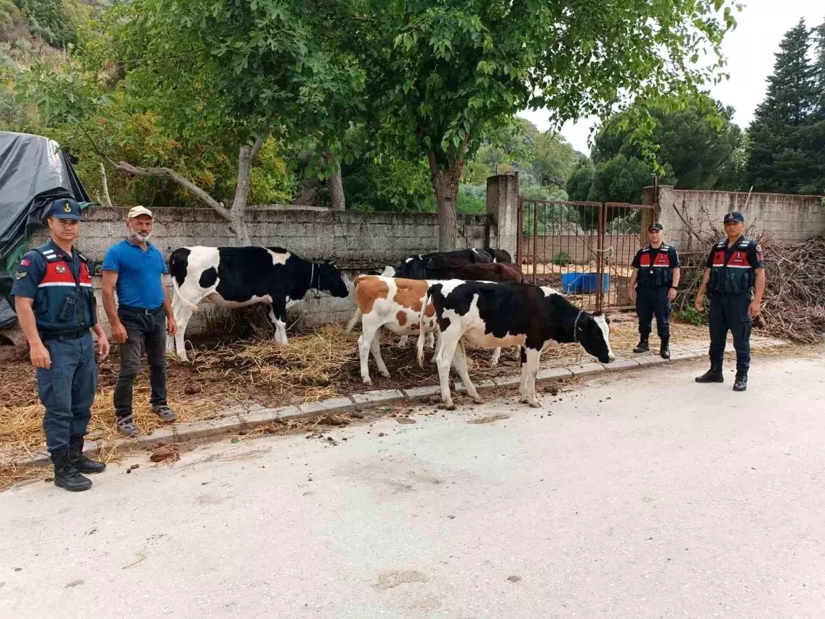 Jandarma, Firar Eden İnekleri Buldu