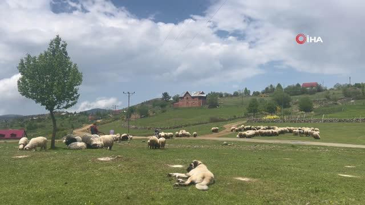 Giresun Yaylaları Koyun-Kuzu Sesleriyle Şenlendi