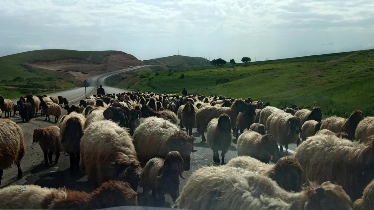 Göçerler, hayvanlarıyla birlikte yayla yolculuğuna başladı