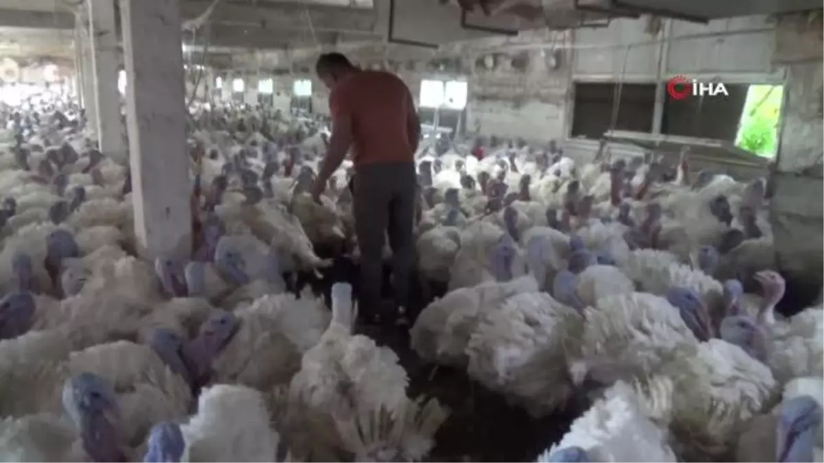 Hindi Yetiştiriciliği Hobi Olmaktan Çıktı