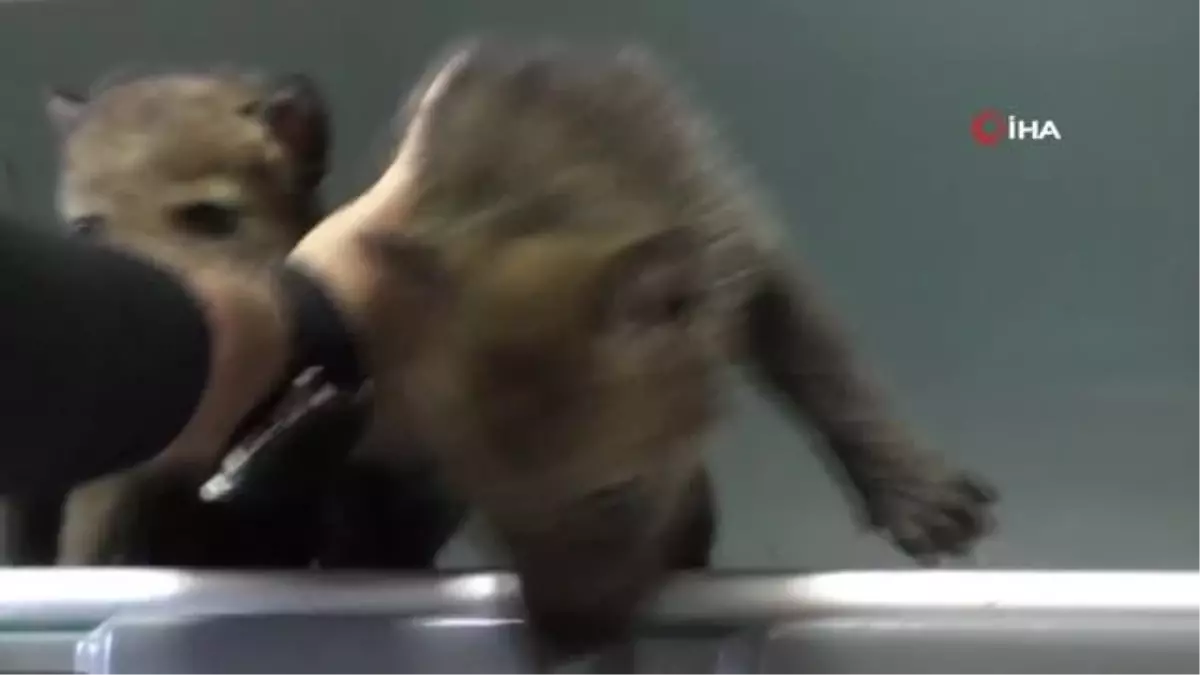 Kars\'ta Yavru Kurtlar Biberonla Besleniyor