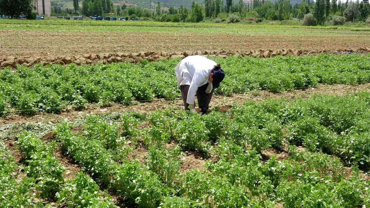 Tokat\'ta Anason Üretimi İçin Araştırmalar Yapılıyor