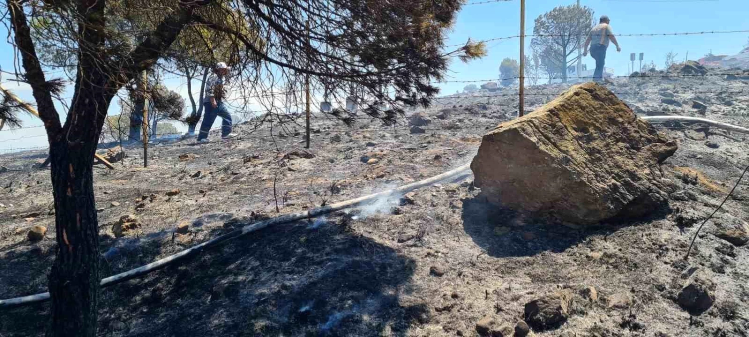 Ayvalık\'ta Kırsal Alanda Çıkan Yangın Kontrol Altına Alındı