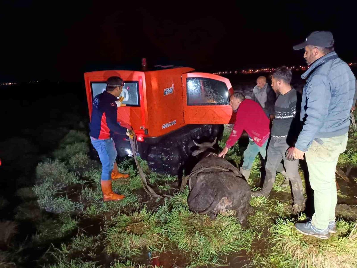 Ardahan\'da Bataklığa Saplanan Büyükbaş Hayvan Kurtarıldı