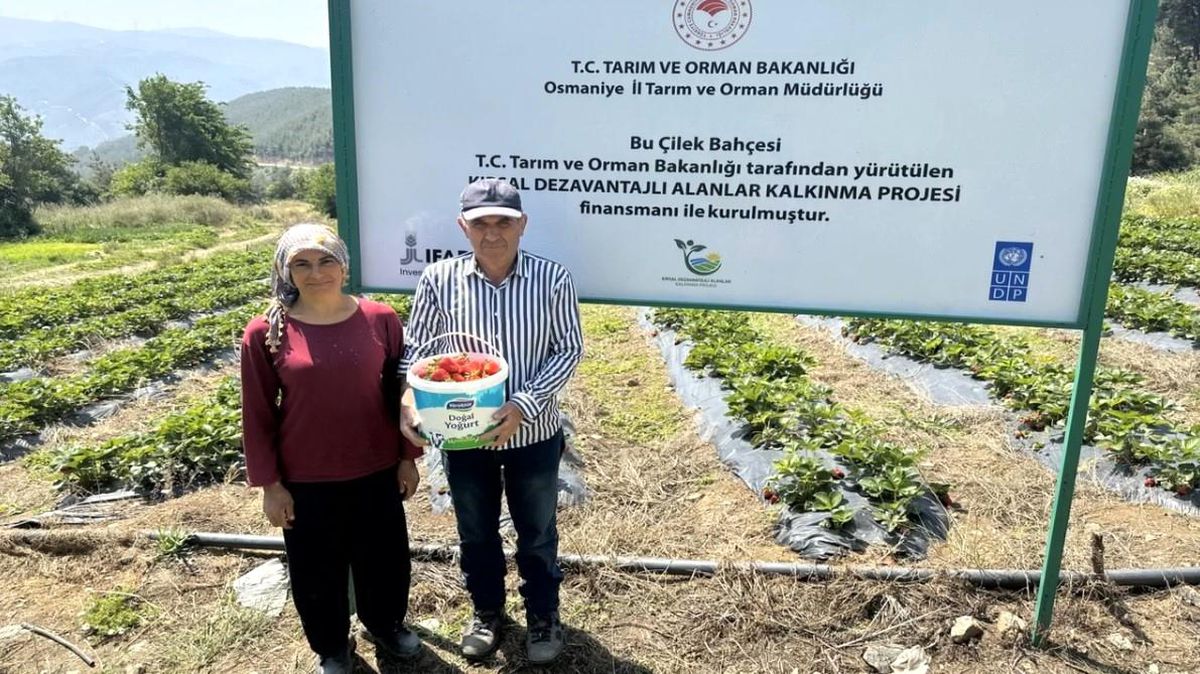 Osmaniye\'de 13 çiftçiye çilek tarlası kuruldu