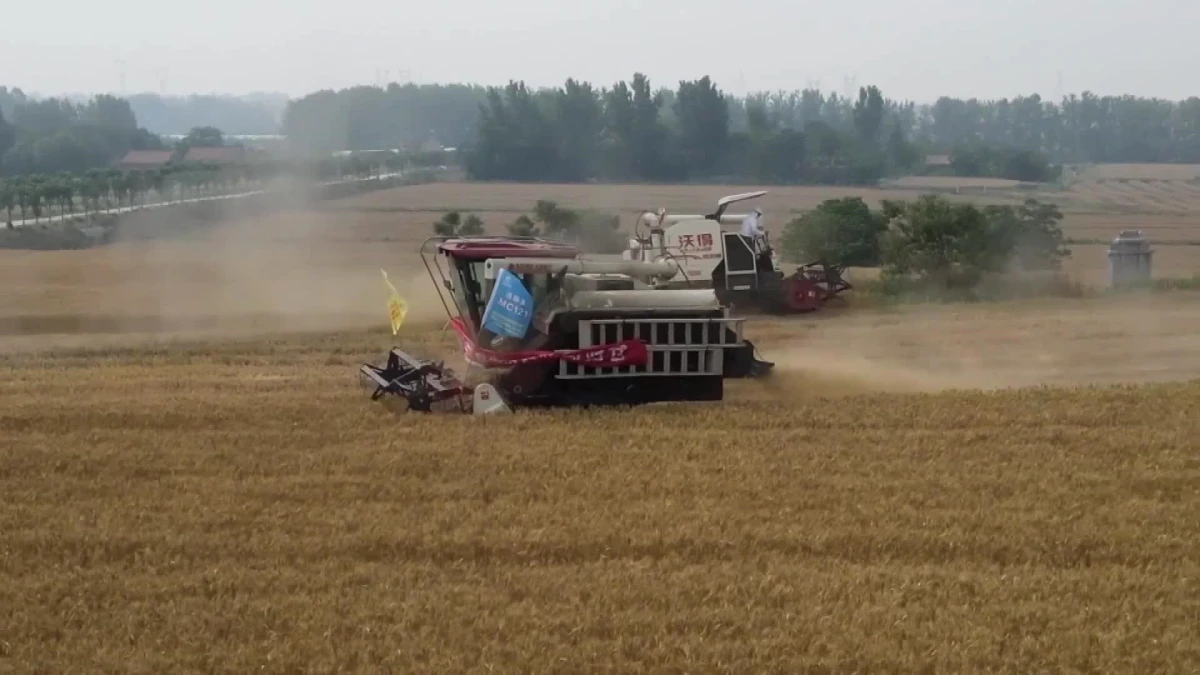 Çin\'de Yağışlara Rağmen Bereketli Buğday Hasadı