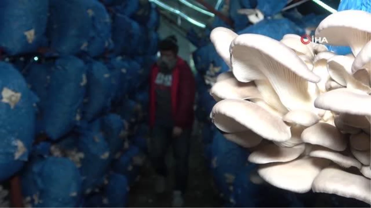 Çocukluk arkadaşı 3 mühendis istiridye mantarı üretiyor: Kilosu 70 liradan satılıyor
