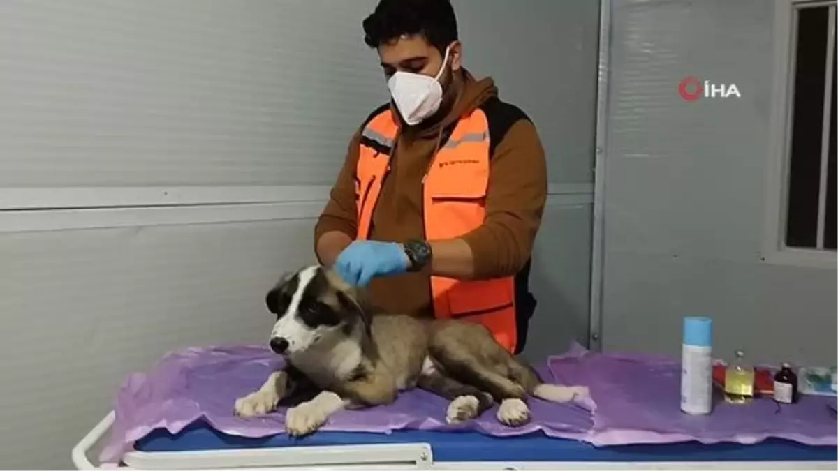 Deprem mağduru hayvanları gönüllü olarak tedavi eden veterinerlik öğrencisi