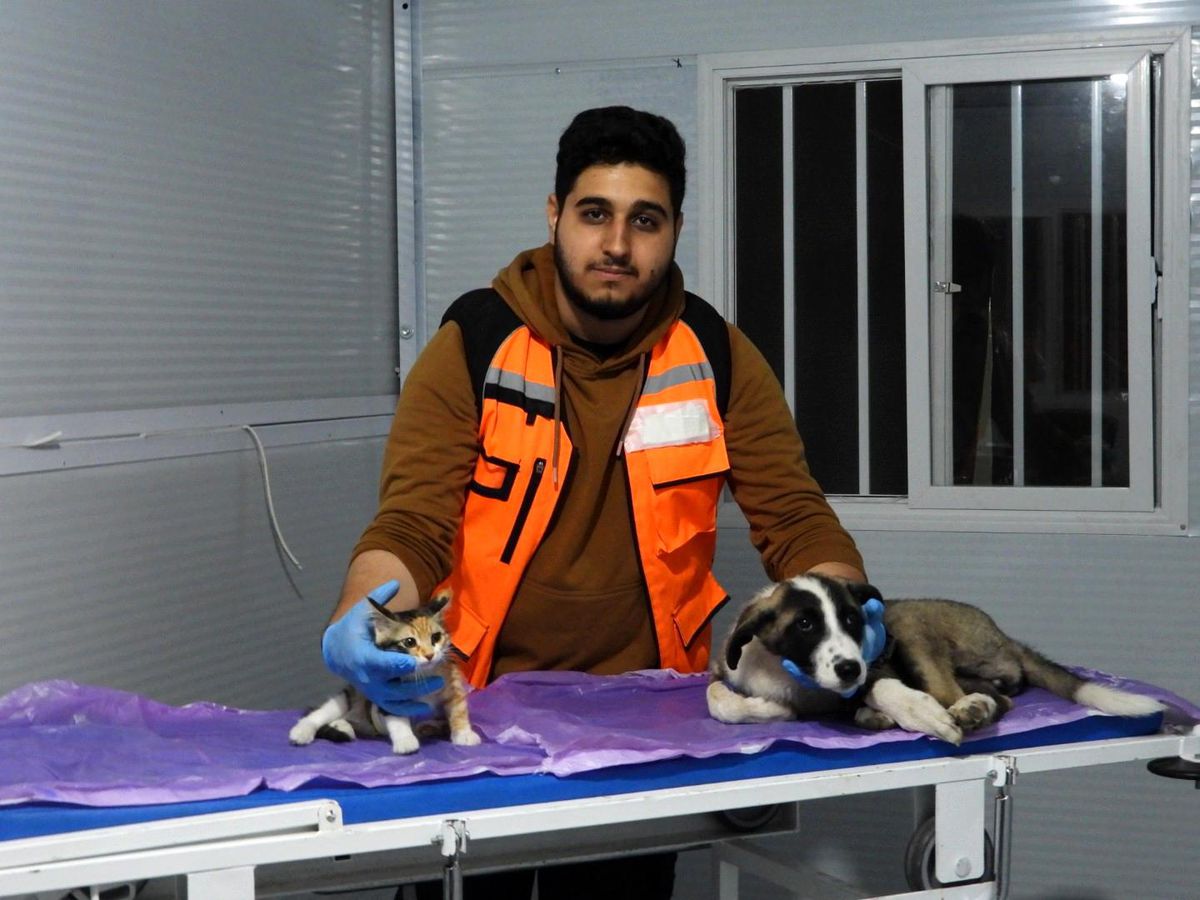 Veterinary student volunteers to treat cats and dogs rescued from earthquake rubble in Hatay