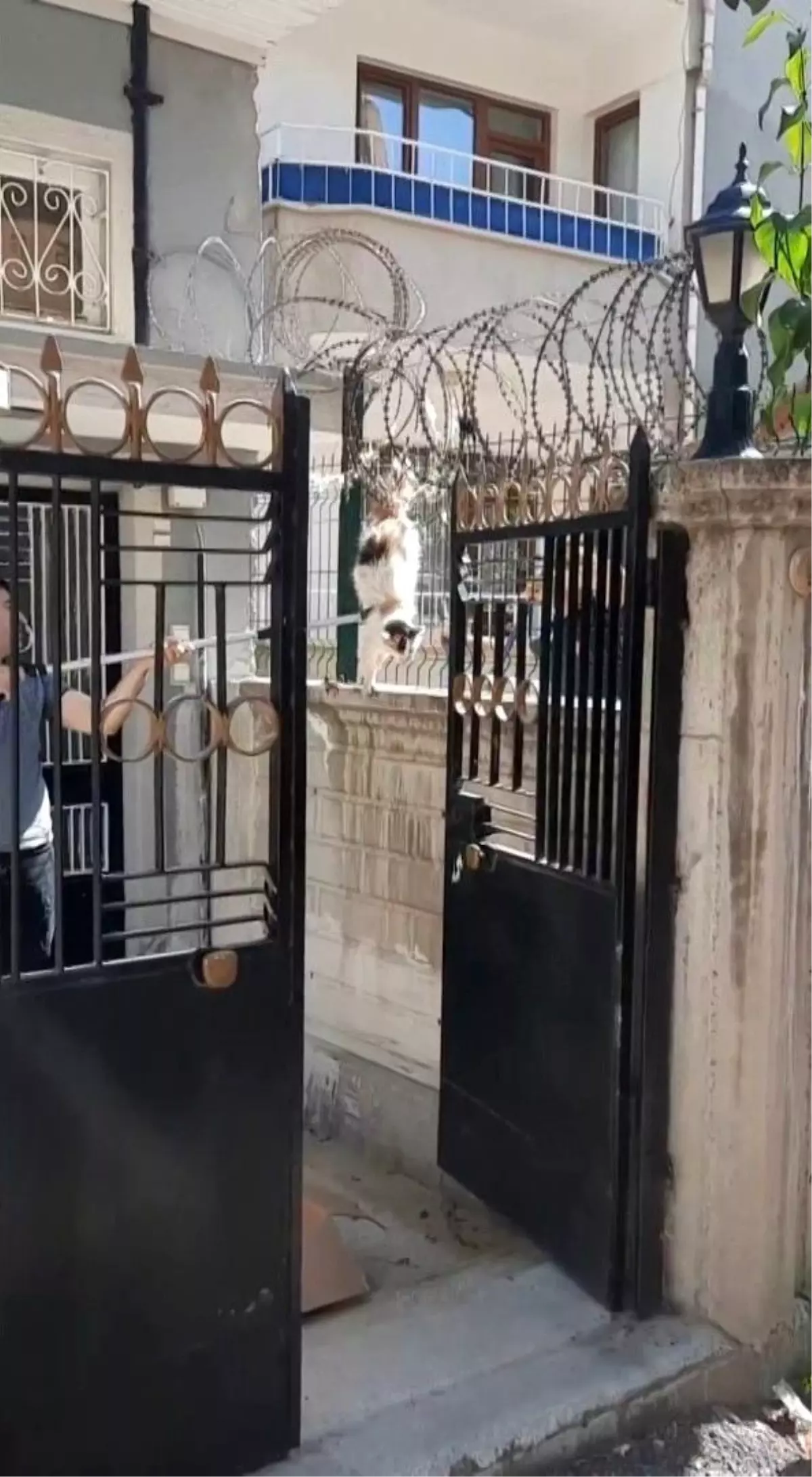 Elazığ\'da Tellere Sıkışan Kedi İtfaiye Ekipleri Tarafından Kurtarıldı