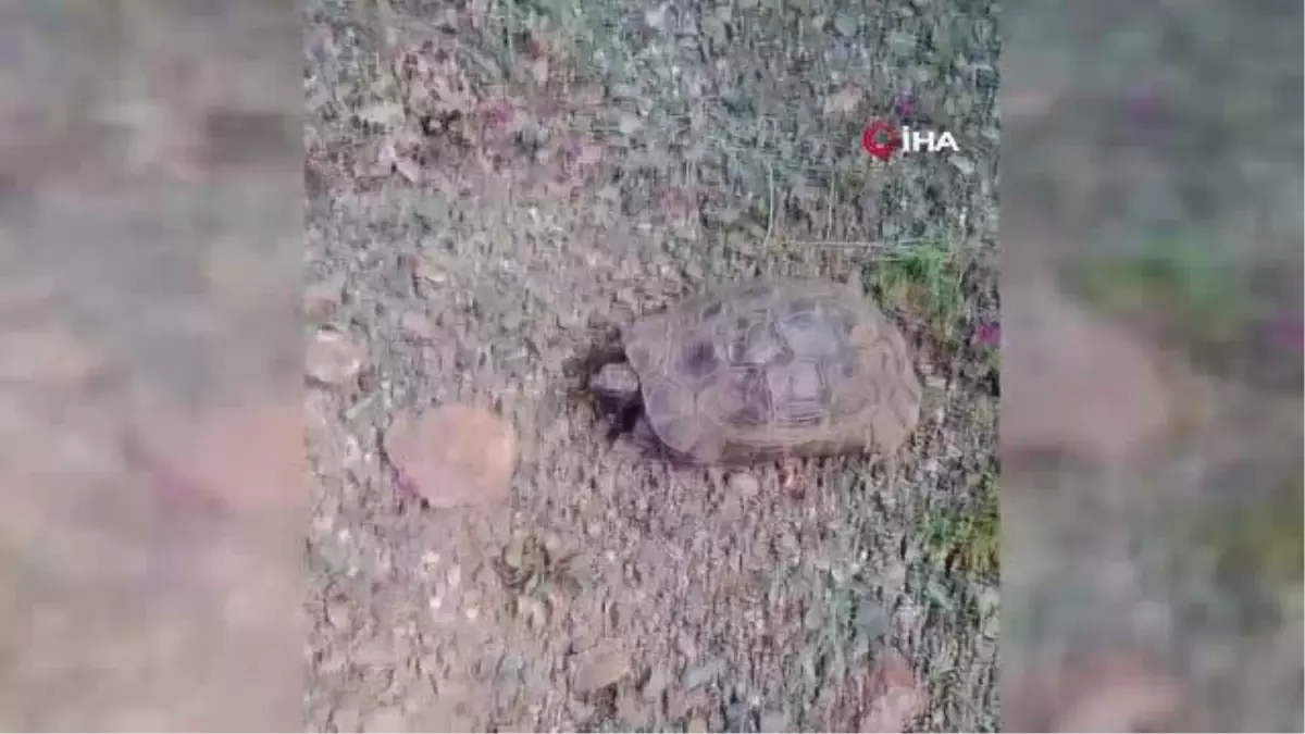 Elazığlı Vatandaşın Kaplumbağa ile Gülümseten Sohbeti